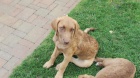 Chesapeake Bay Retriever K ODB�RU!