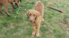 Chesapeake Bay Retriever K ODB�RU!