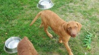 Chesapeake Bay Retriever K ODB�RU!