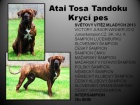 Kryt� multi�ampionem a j.sv�tov�m v�t�zem Tosa Inu
