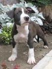 AMSTAFF �teniatka s PP