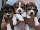 Prod�m �t��ata Beagle
