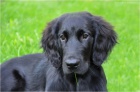 �t�n� Flat Coated Retriever/Retr�vr