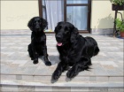 �t�n� Flat Coated Retriever/Retr�vr