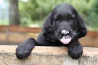 �t�n� Flat Coated Retriever/Retr�vr