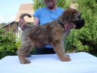 �t�n� Irish Soft Coated Wheaten Terrier