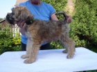 �t�n� Irish Soft Coated Wheaten Terrier