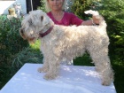 �t�n� Irish Soft Coated Wheaten Terrier