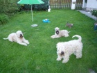 �t�n� Irish Soft Coated Wheaten Terrier