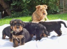 Airedale terrier-�t��ata
