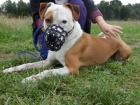 OTA, Americk� pitbull teri�r