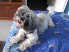 shih tzu - kryt�