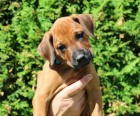 Rhod�sk� ridgeback - �t���tka s PP