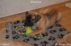 Boerboel - �t��ata