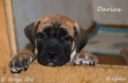 Boerboel - �t��ata