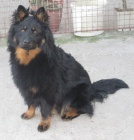 Chodsk� pes - chov plemene 23 let .