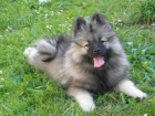 N�meck� �pic vl�� / Keeshond