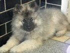 N�meck� �pic vl�� / Keeshond