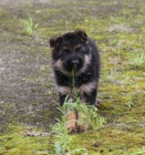 N�meck� ov��k