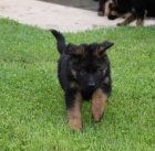 N�meck� ov��k