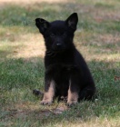 N�meck� ov��k - celo�ern� a tmav� �ern� se znaky �t���tka s PP.