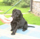 �t��ata flat coated retrievera