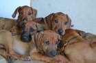 Rhod�sk� Ridgeback s PP
