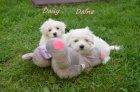 �t��ata Coton de Tulear