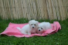 �t��ata Coton de Tulear