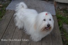 �t��ata Coton de Tulear