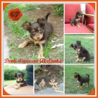 Rusk� toy - fenky s PP