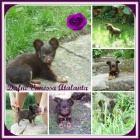 Rusk� toy - fenky s PP