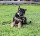 N�meck� ov��k