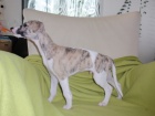 whippet - �t�n� 