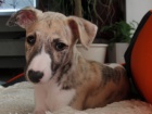 whippet - �t�n� 