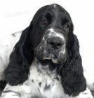 Anglick� �pringr�pan�l - pejsek PP