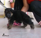 N�meck� ov��k - �t��ata s PP