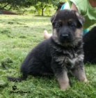 N�meck� ov��k - �t��ata s PP