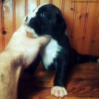 Boxer ��h. �t��. s PP Impressia-Box