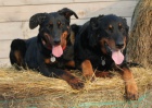 Beauceron �t���tka s PP