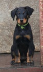 Beauceron �t���tka s PP