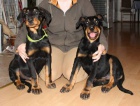 Beauceron �t���tka s PP