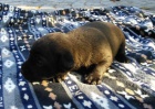 Prod�m �t��ata Patterdale teriera