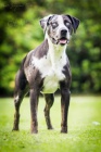 Catahoula Louisi�nsk� Leopard� Pes s PP