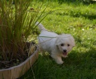 �t�n� Coton de Tulear