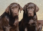 Labrador retriver �okol�dov� s PP (pejsci)
