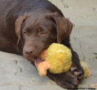 Labrador retriver �okol�dov� s PP (pejsci)