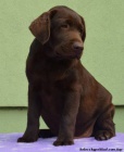 Labrador retriver �okol�dov� s PP (pejsci)