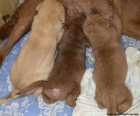 Chesapeake bay retriver s PP(podob.hn.labradorovi)