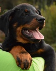 Beauceron �t�n�